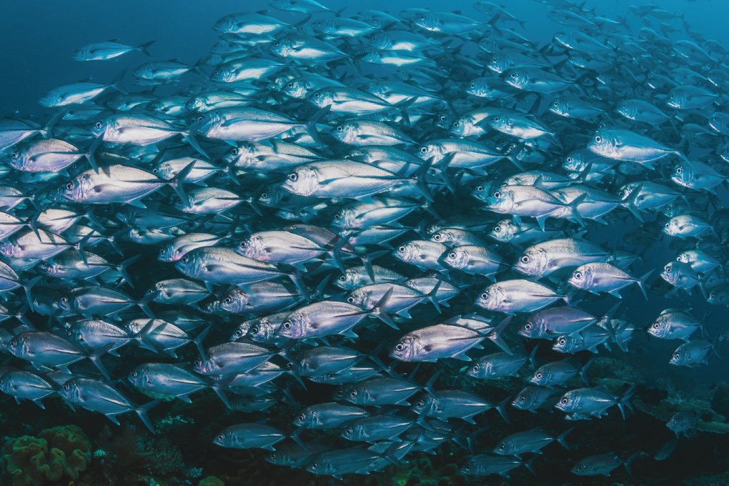 Mercury levels in fish